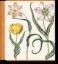 Buchcover und Innenansicht für das Buch: Basilius Besler. The Garden at Eichstätt