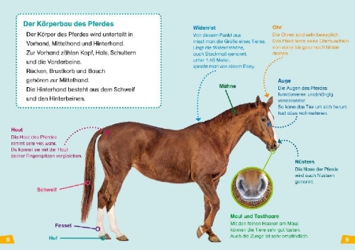 Buchcover und Innenansicht für das Buch: WAS IST WAS Erstes Lesen Band 7. Pferde und Ponys