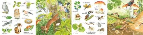 Buchcover und Innenansicht für das Buch: Mein kleines buntes Bildwörterbuch: Im Wald