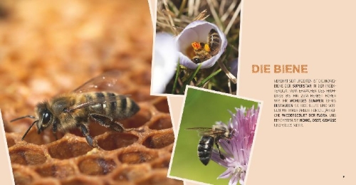 Buchcover und Innenansicht für das Buch: Bienen Basics