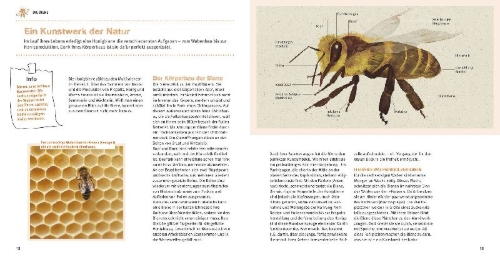 Buchcover und Innenansicht für das Buch: Bienen Basics
