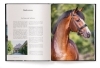 Buchcover und Innenansicht für das Buch: Reiten