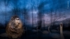 Buchcover und Innenansicht für das Buch: Wildlife Photographer of the Year. Portfolio 35