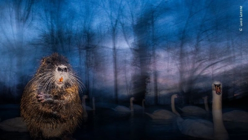 Buchcover und Innenansicht für das Buch: Wildlife Photographer of the Year. Portfolio 35