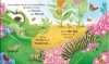 Buchcover und Innenansicht für das Buch: Schau mal, wie ich wachse! Von der Raupe zum Schmetterling