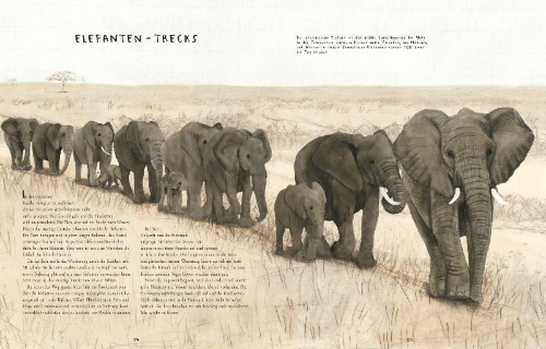 Buchcover und Innenansicht für das Buch: Migration: Incredible Animal Journeys