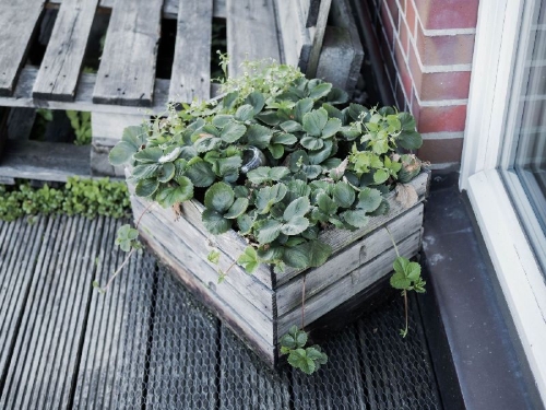 Buchcover und Innenansicht für das Buch: Rethink Garten. Bewusst pflanzen, umweltschonend düngen, naturnah selbst versorgen
