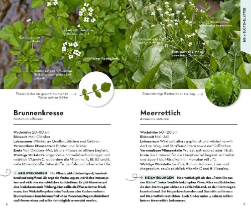 Buchcover und Innenansicht für das Buch: Basic Heilpflanzen