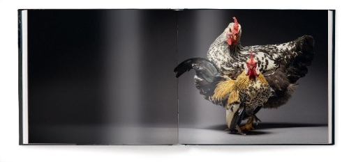 Buchcover und Innenansicht für das Buch: Gefiederte Eleganz