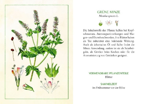 Buchcover und Innenansicht für das Buch: Kräuter und Blumen am Wegesrand