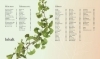 Buchcover und Innenansicht für das Buch: Bäume - Eine Natur- und Kulturgeschichte
