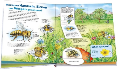 Buchcover und Innenansicht für das Buch: WAS IST WAS Junior Band 34 Bienen, Wespen, Hummeln
