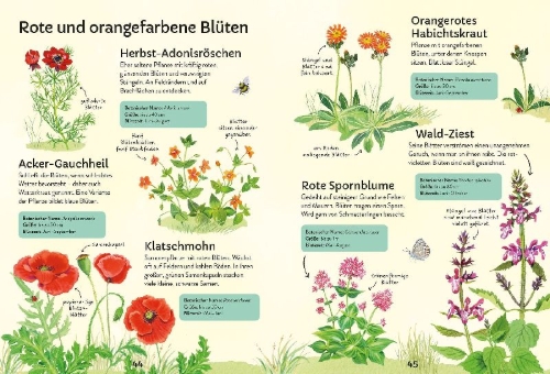 Buchcover und Innenansicht für das Buch: Ich erkunde die Natur: Unsere Wildblumen