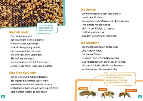 Buchcover und Innenansicht für das Buch: WAS IST WAS Erstes Lesen. Bienen