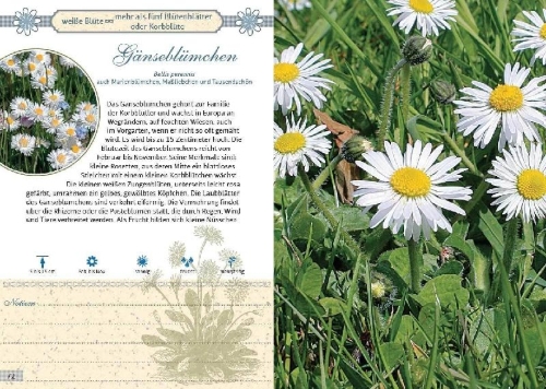 Buchcover und Innenansicht für das Buch: Mein Wildkräuterführer. Über 150 Wildpflanzen sammeln, erkennen & bestimmen.
