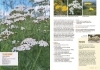 Buchcover und Innenansicht für das Buch: Klimastarke Stauden