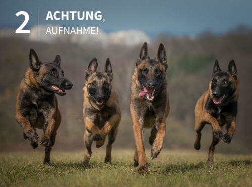 Buchcover und Innenansicht für das Buch: Tierische Momente fotografieren