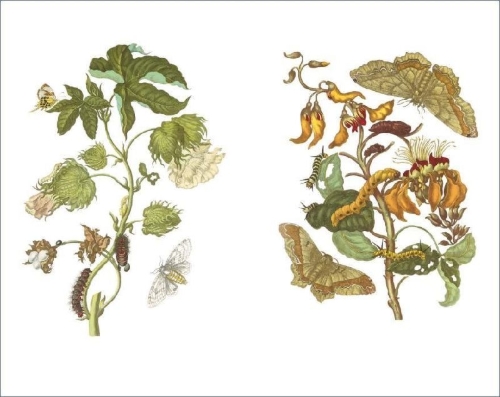 Buchcover und Innenansicht für das Buch: Das Insektenbuch
