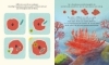 Buchcover und Innenansicht für das Buch: Who makes an Ocean
