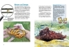 Buchcover und Innenansicht für das Buch: Entdecke die Schnecken