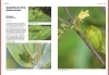 Buchcover und Innenansicht für das Buch: Das große BLV Handbuch Insekten