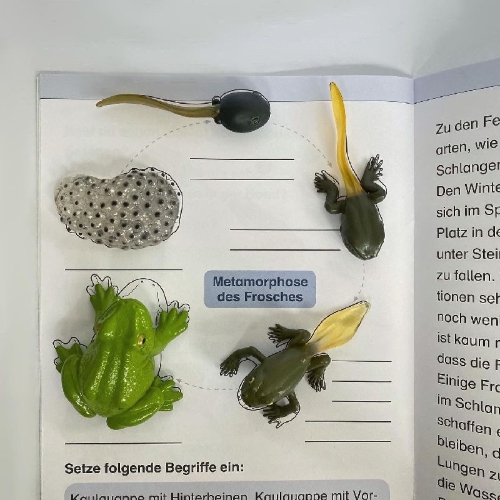Buchcover und Innenansicht für das Buch: Ich kenne den Frosch - Lebenszyklus