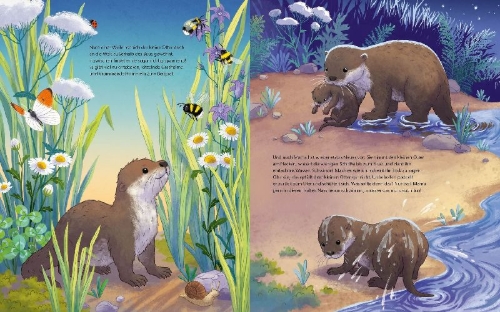 Buchcover und Innenansicht für das Buch: Der kleine Otter - Zu Hause in den Flüssen Europas