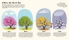 Buchcover und Innenansicht für das Buch: The Little Book of Trees