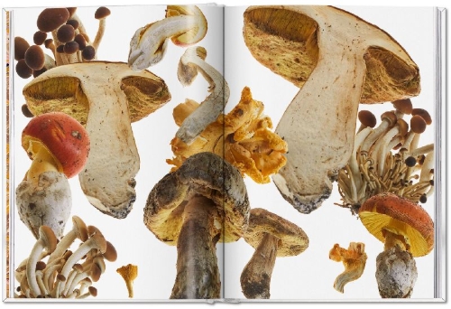 Buchcover und Innenansicht für das Buch: The Gourmand's Mushroom