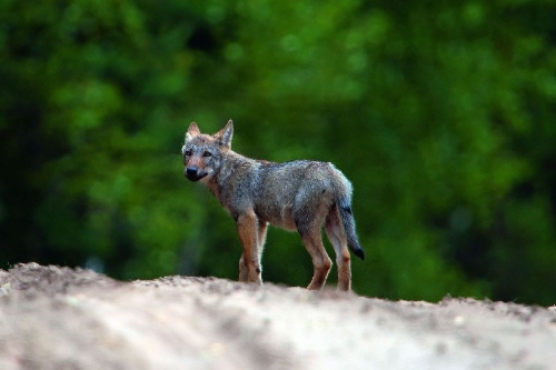 Buchcover und Innenansicht für das Buch: Bildband Wölfe - Begegnungen in freier Wildbahn: Deutschlands wilde Wölfe kehren zurück - Ein einmaliges Erlebnis von Wildnis und Natur mit 190 außergewöhnlichen Fotos
