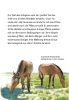 Buchcover und Innenansicht für das Buch: Pixi Wissen 1: Pferde und Ponys